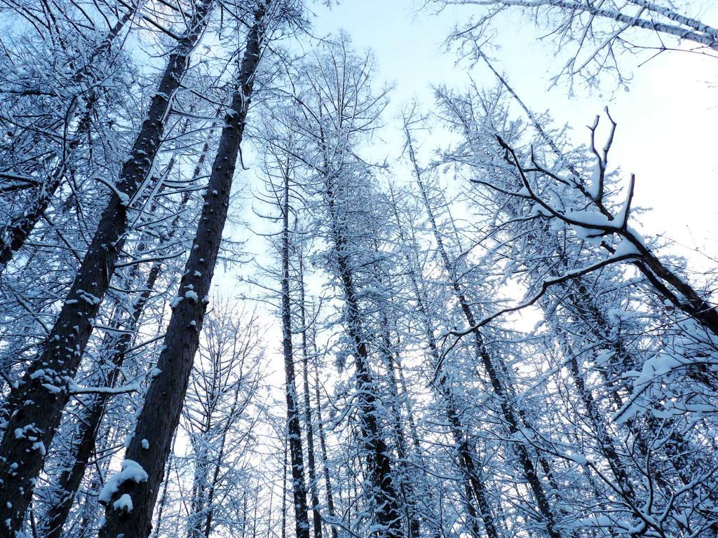 Shin Furano Prince Hotel Екстер'єр фото Snow-covered trees in the Black Forest